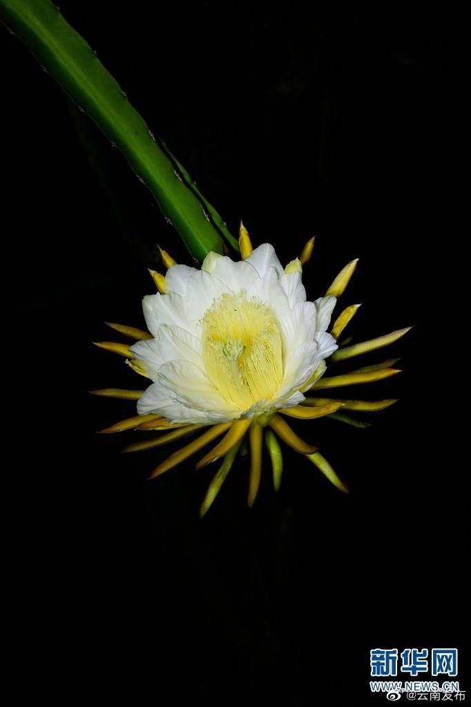 “云南发布”微博