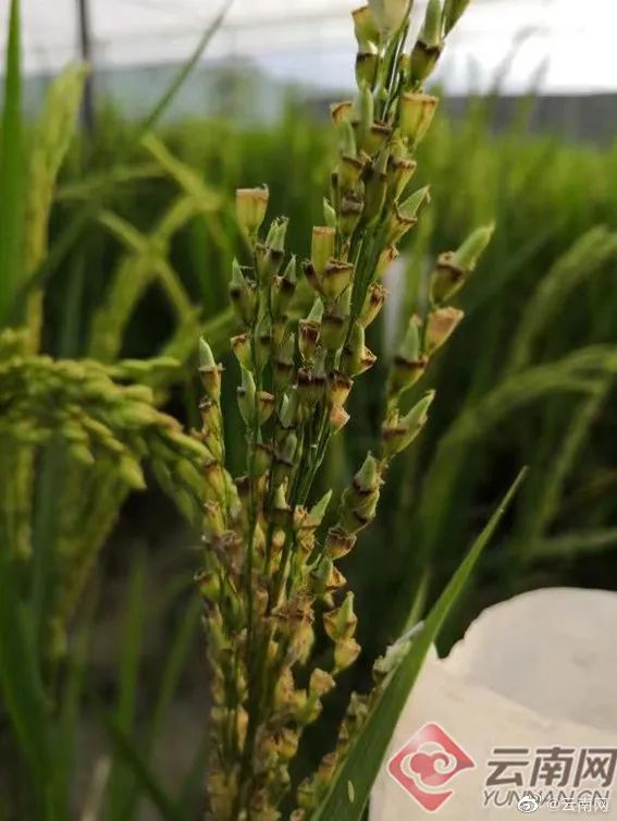 昆明市农业农村局