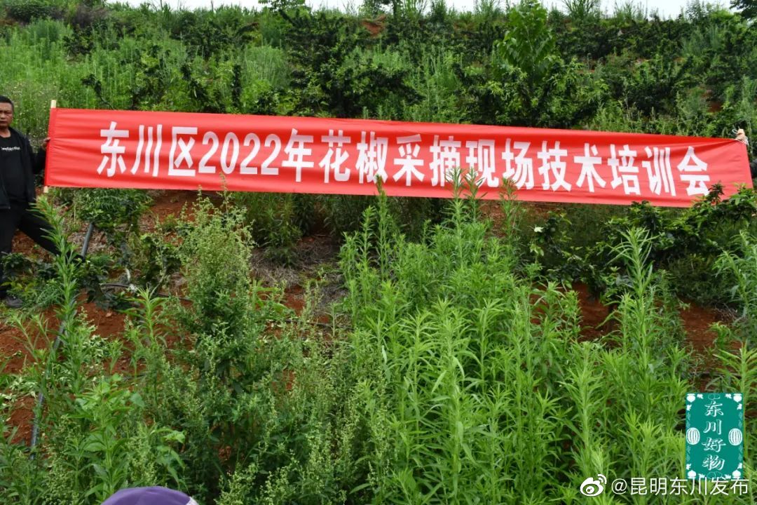 “昆明东川发布”微博