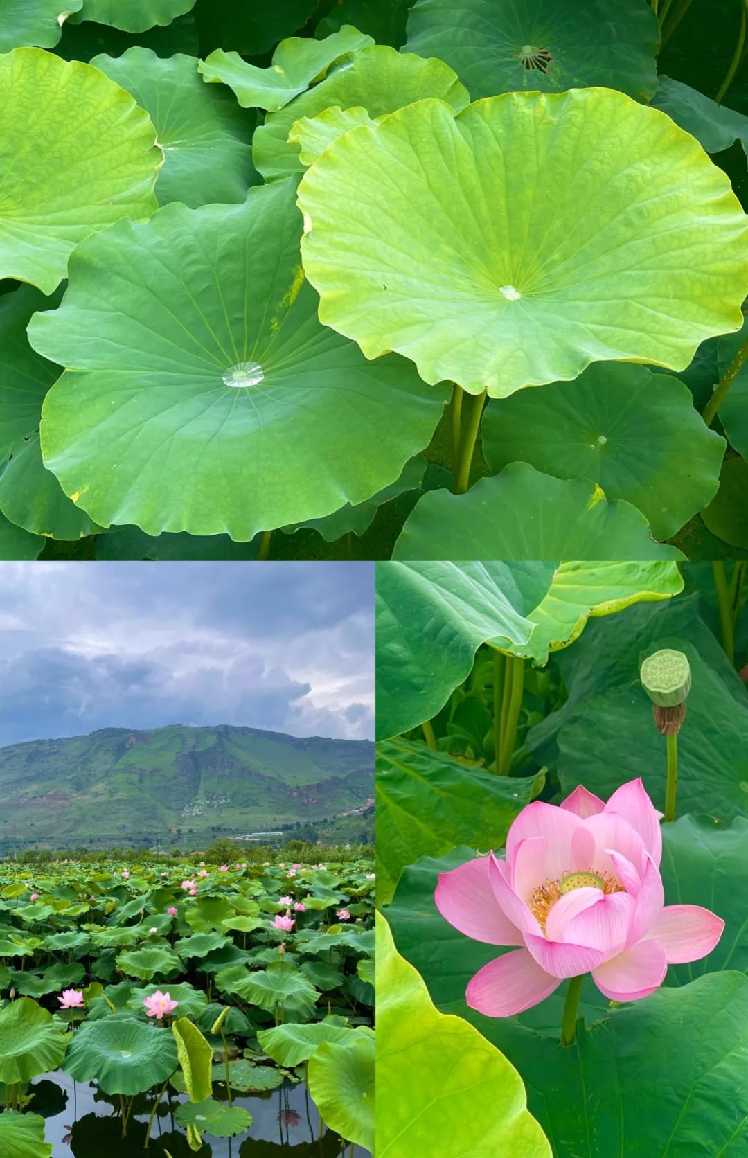 微丽江