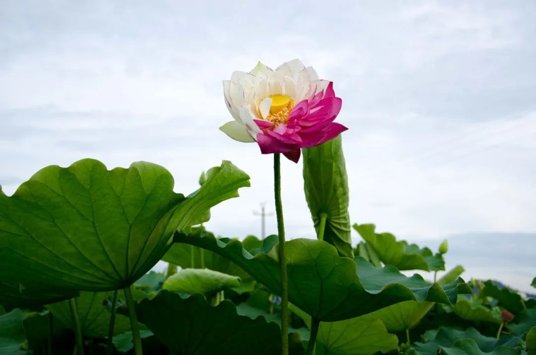 云南省文化和旅游厅