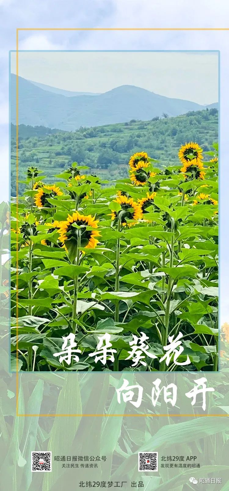昭通日报