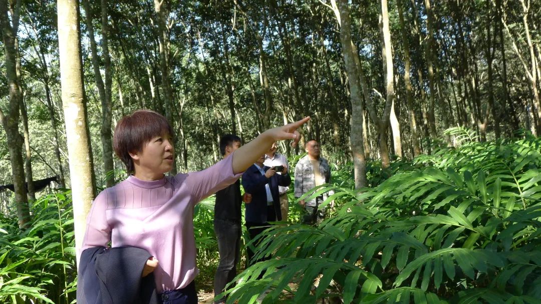 西双版纳先锋