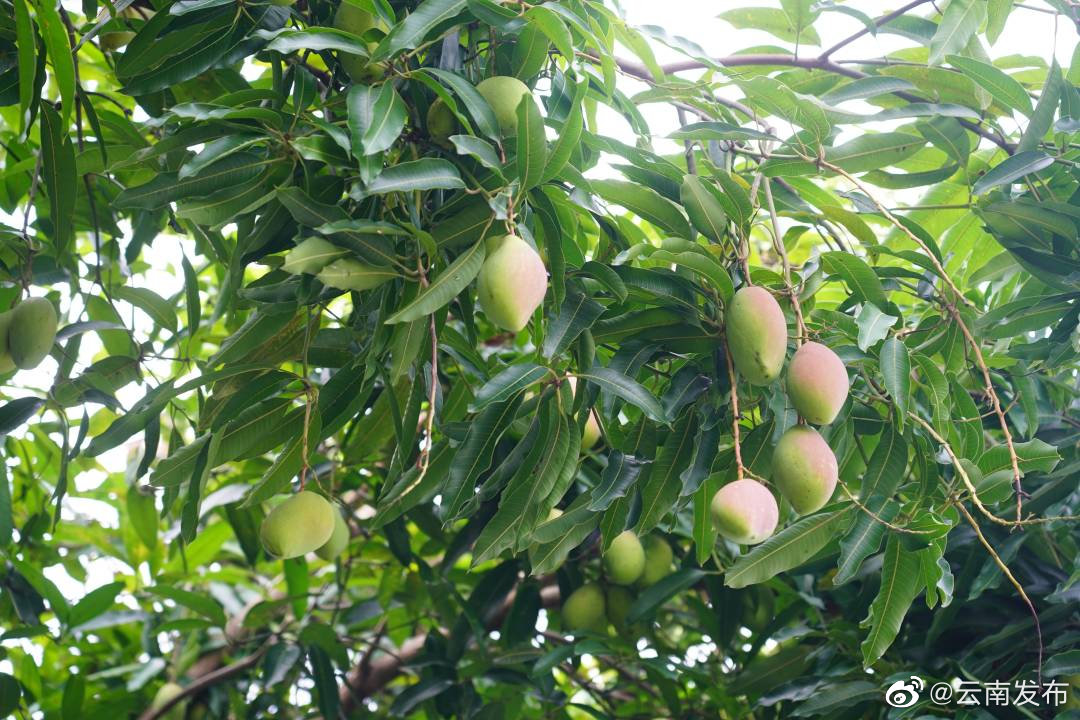 “云南发布”微博