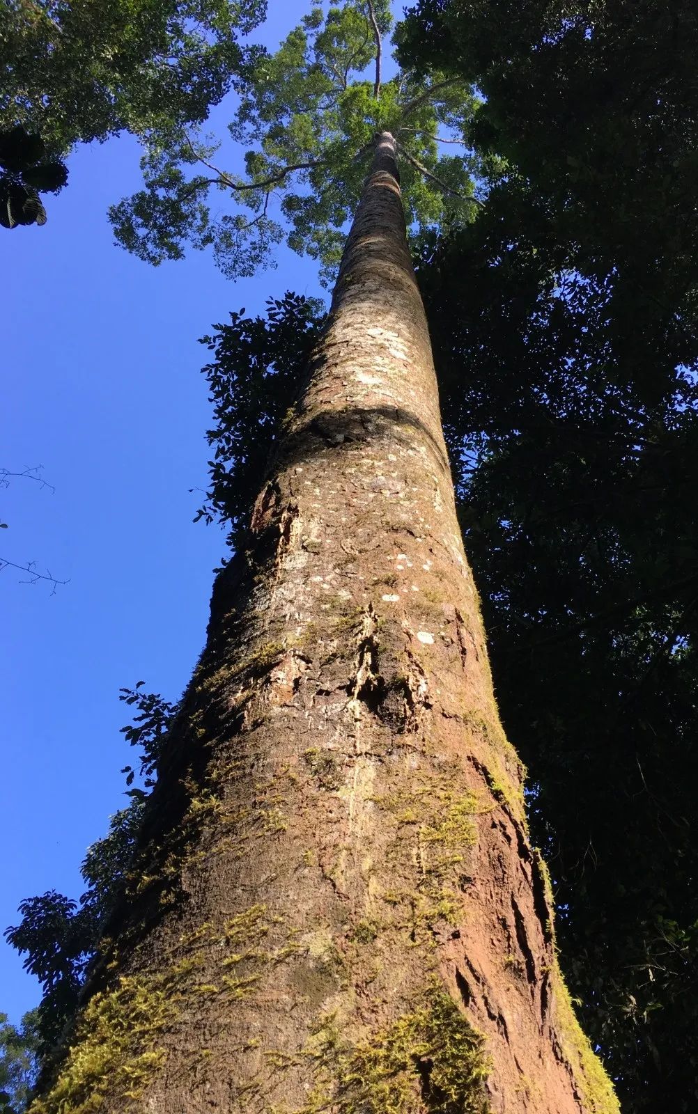 西双版纳望天树景区