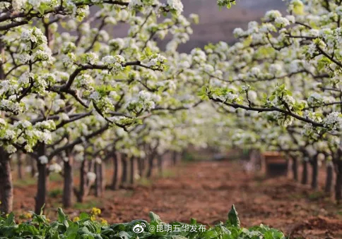 “昆明五华发布”微博