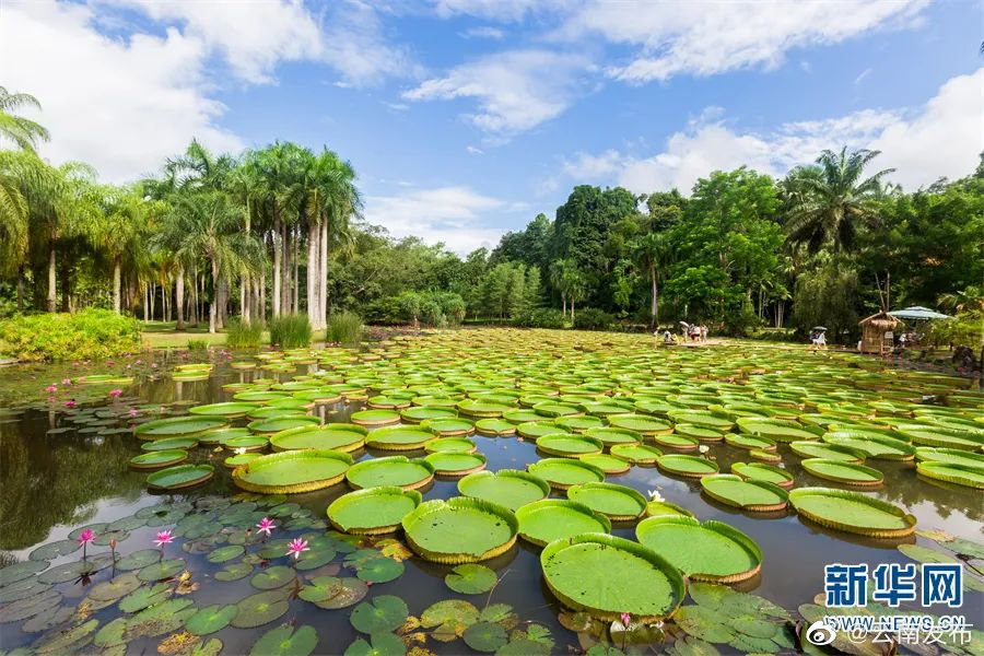 “云南发布”微博