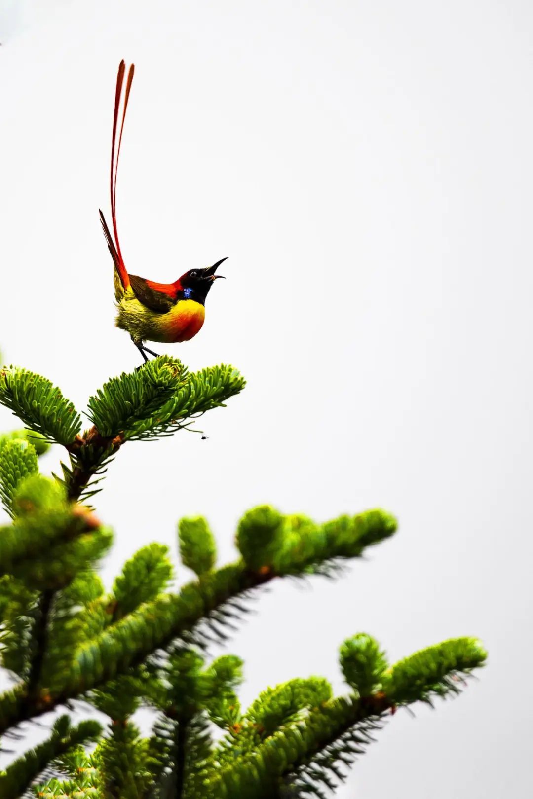 昆明轿子山旅游