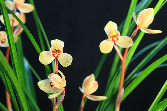 云南省文化和旅游厅