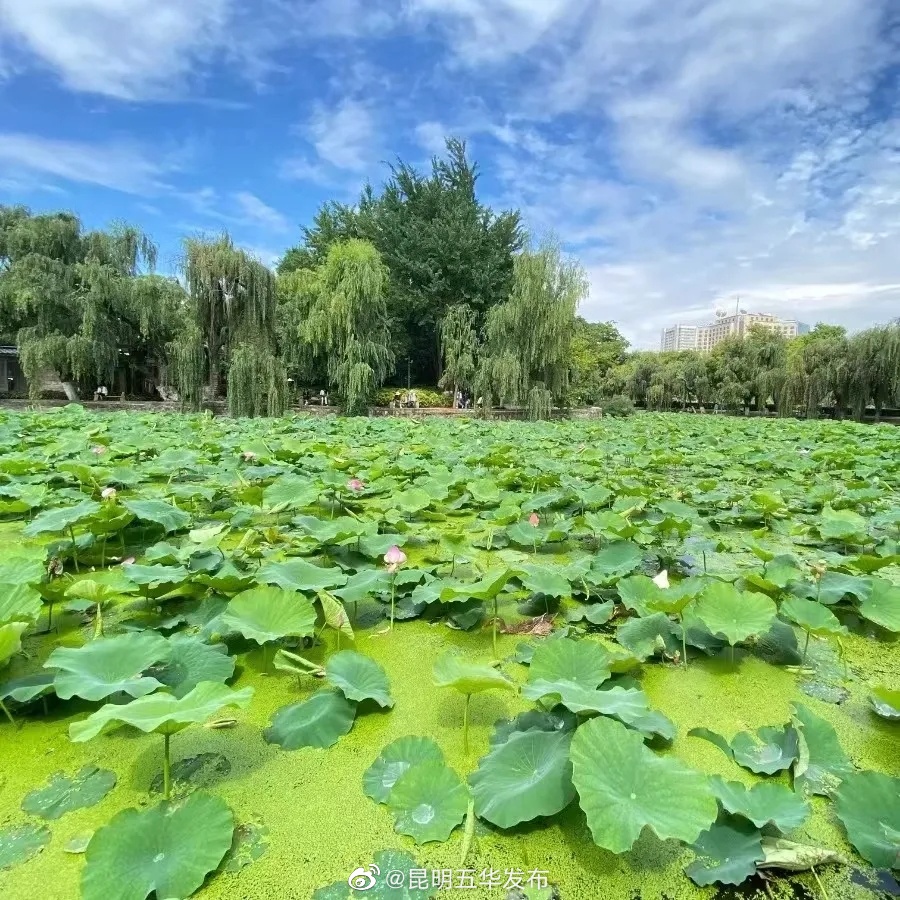 “昆明五华发布”微博
