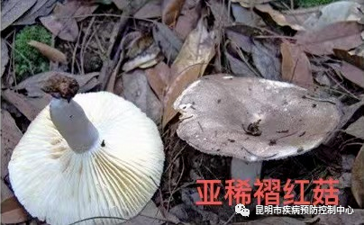 昆明信息港/cnkmxxg