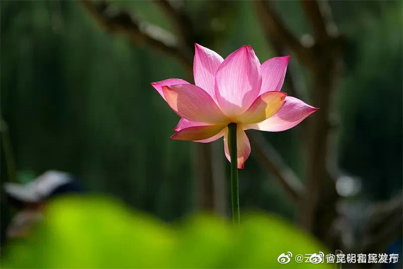 “昆明富民发布”微博