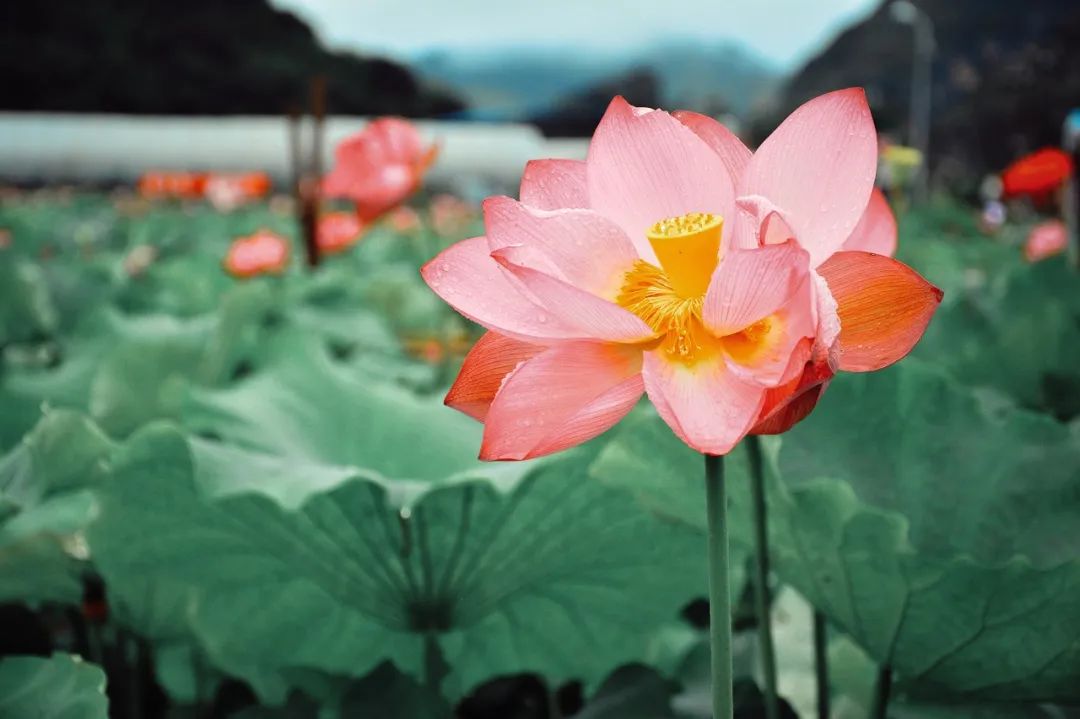 一部手机游云南