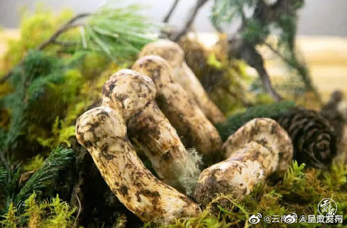 全国首创新型包山“保育扩繁”模式落子香格里拉吉迪村