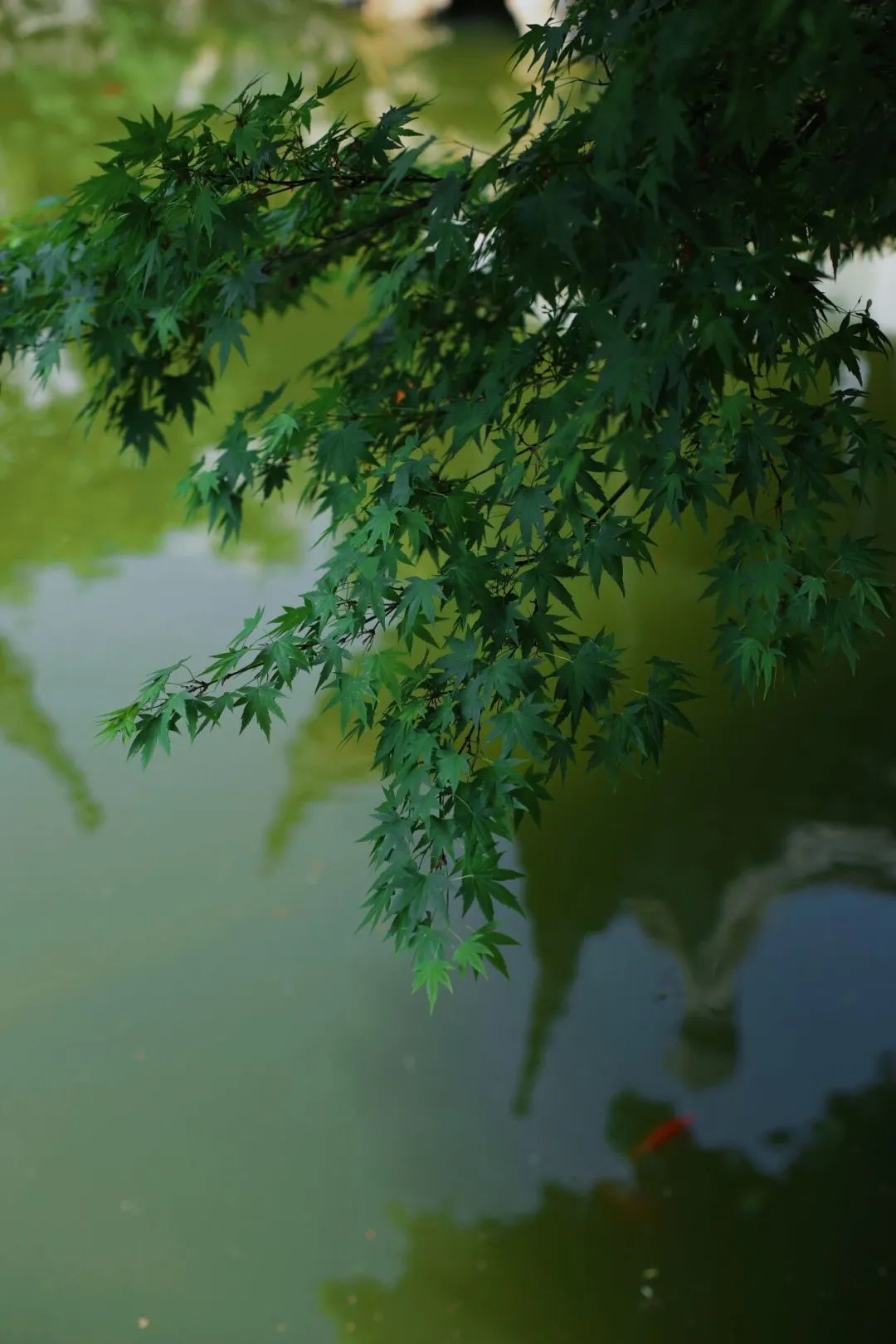微观盘龙