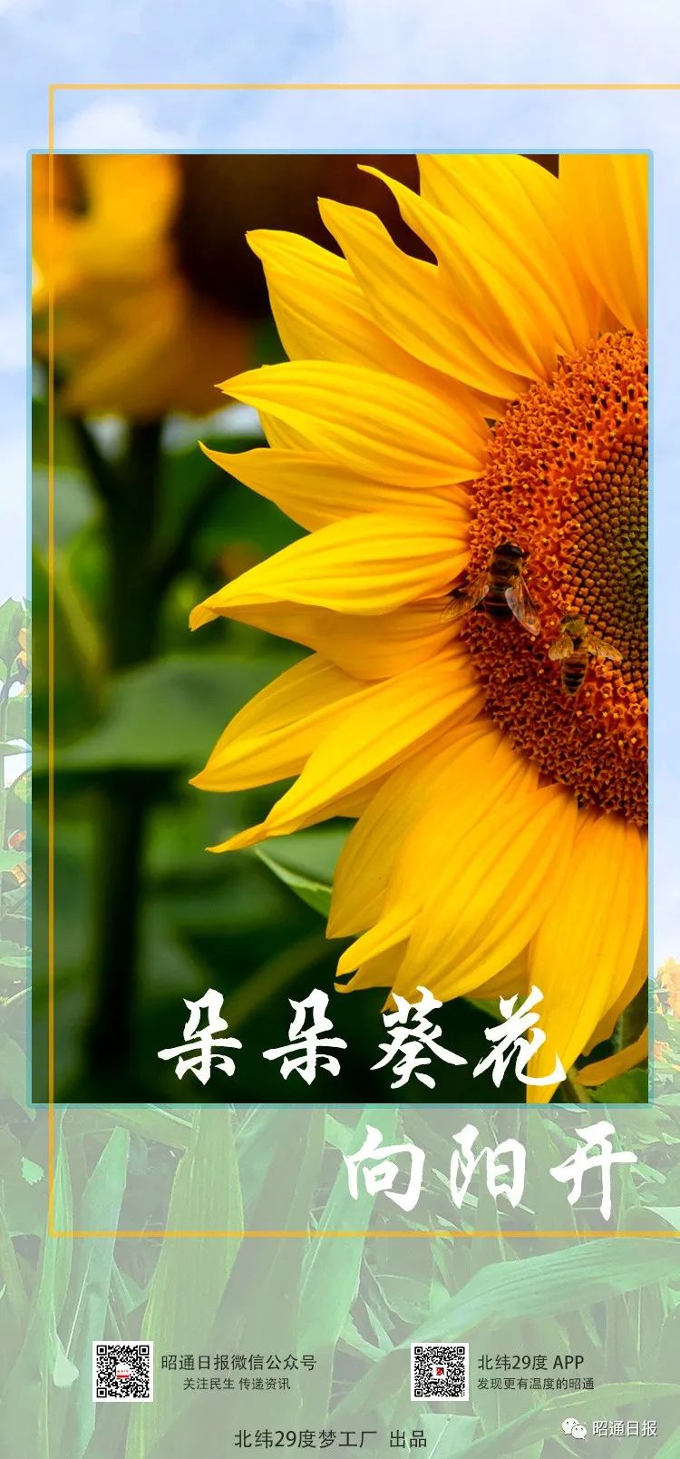 昭通日报