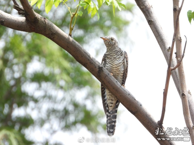 昆明信息港