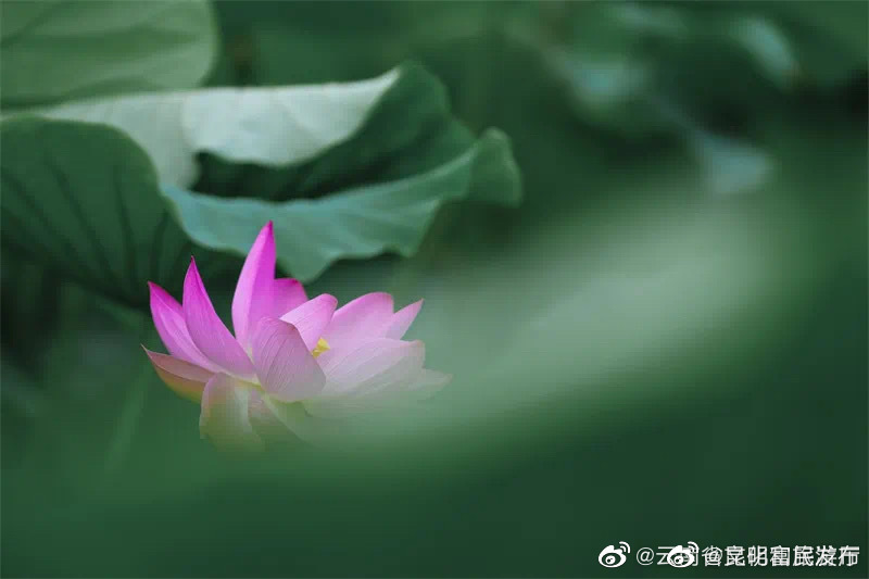 “昆明富民发布”微博