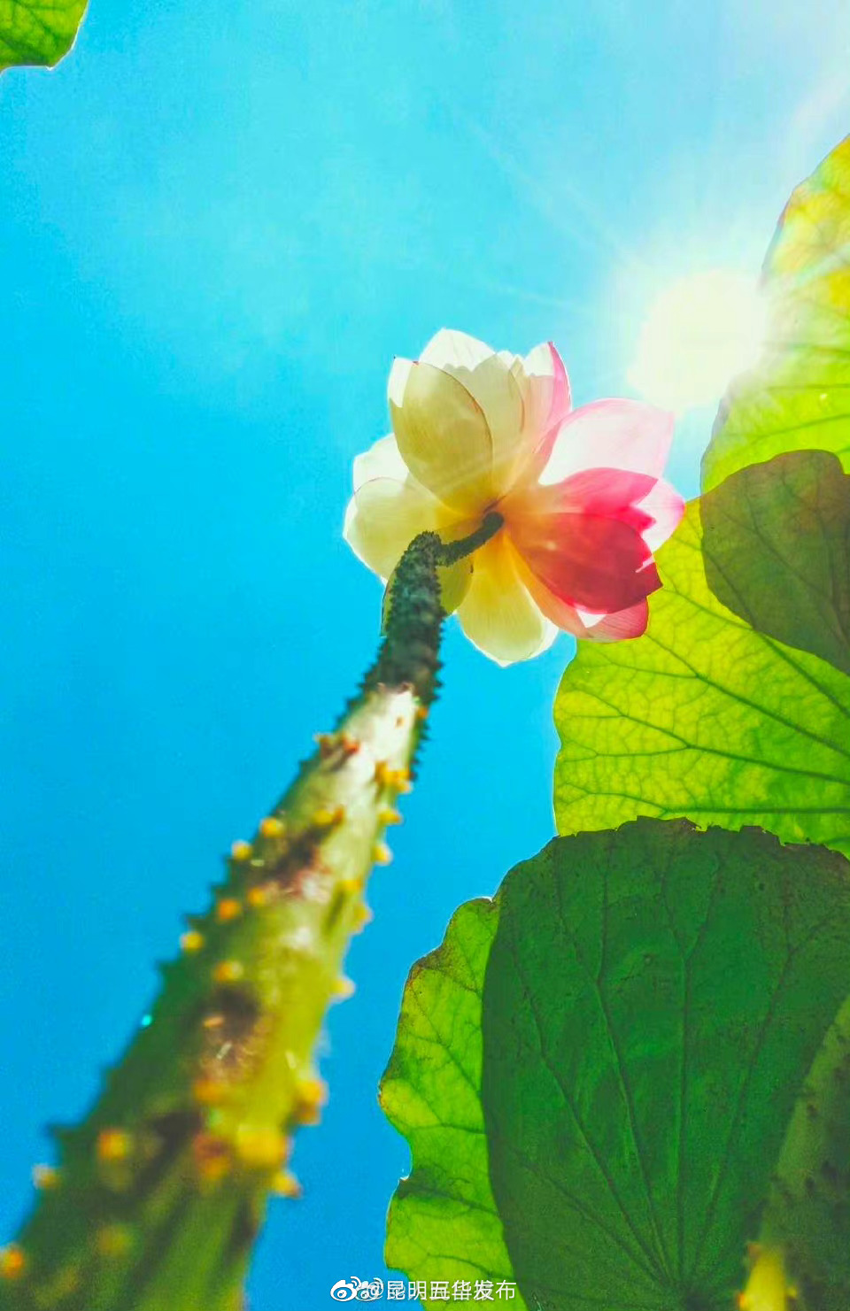 “昆明五华发布”微博