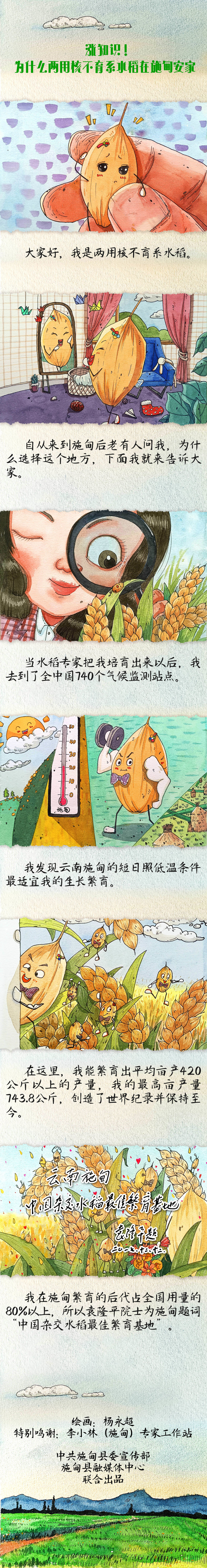 【手绘版】涨知识 ！为什么两用核不育系水稻在施甸安家