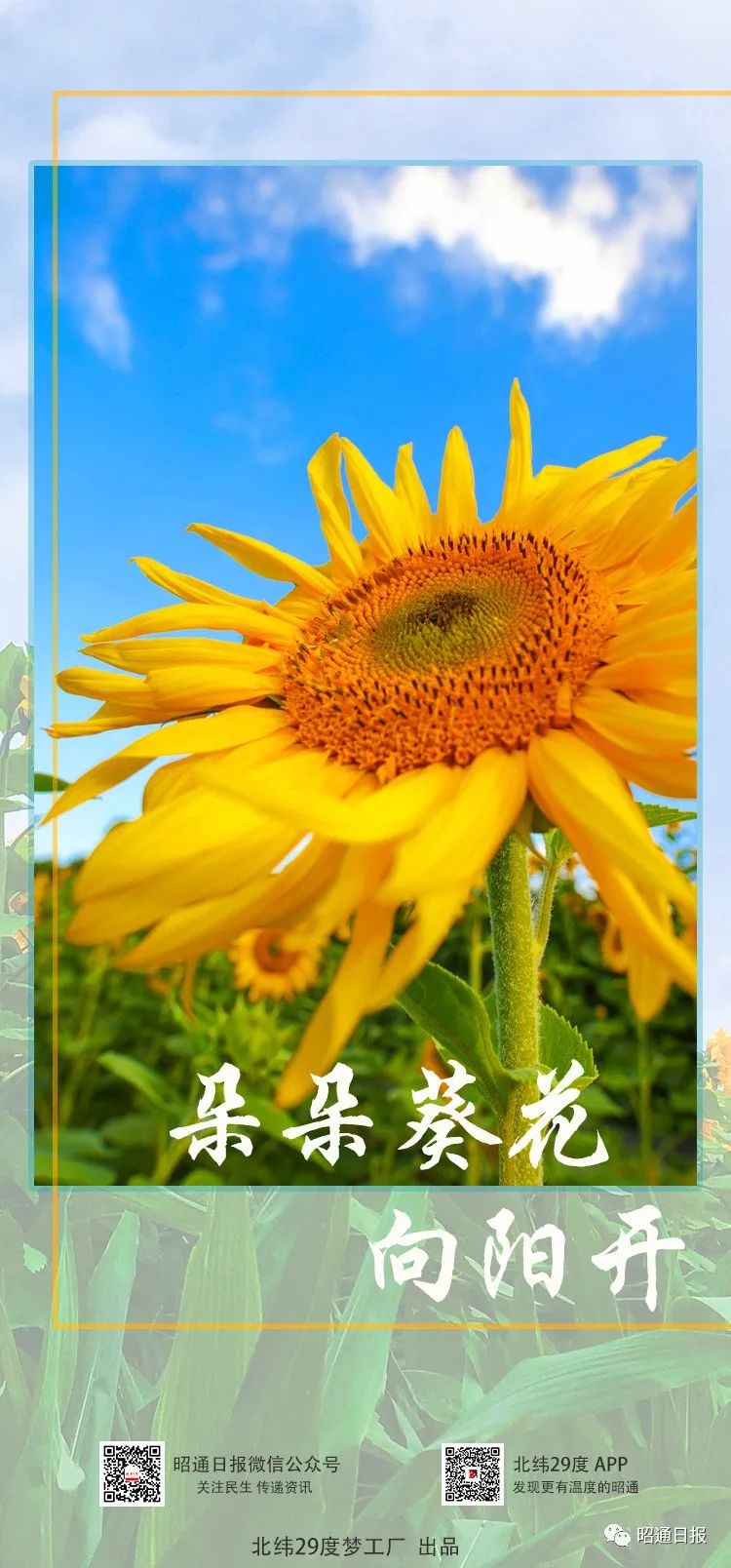 昭通日报
