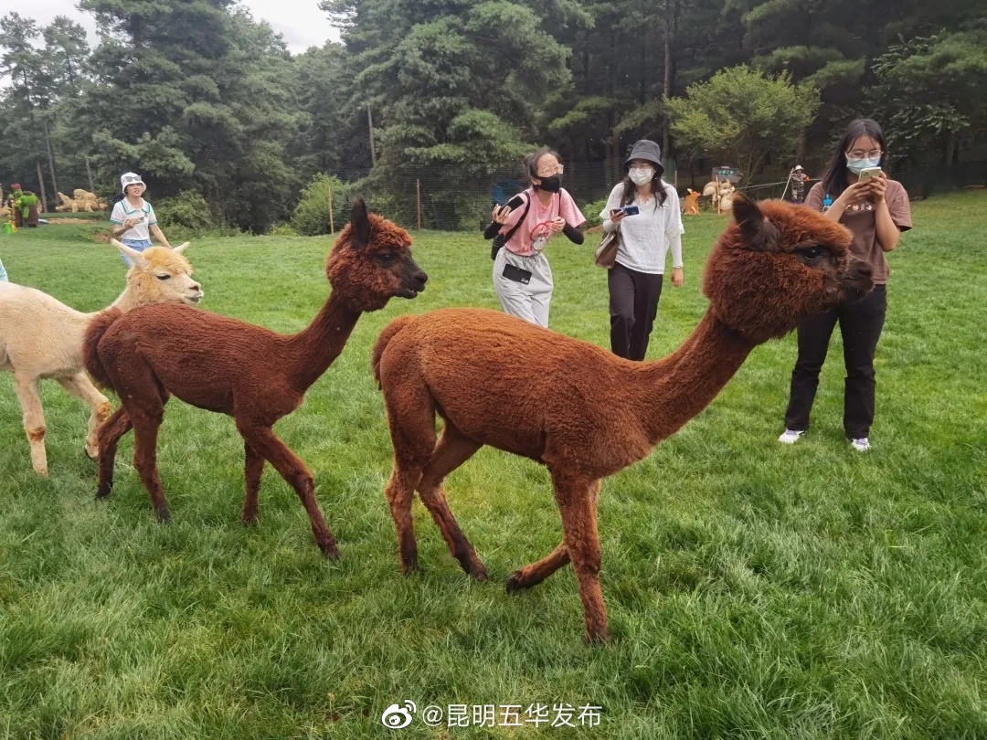 “昆明五华发布”微博