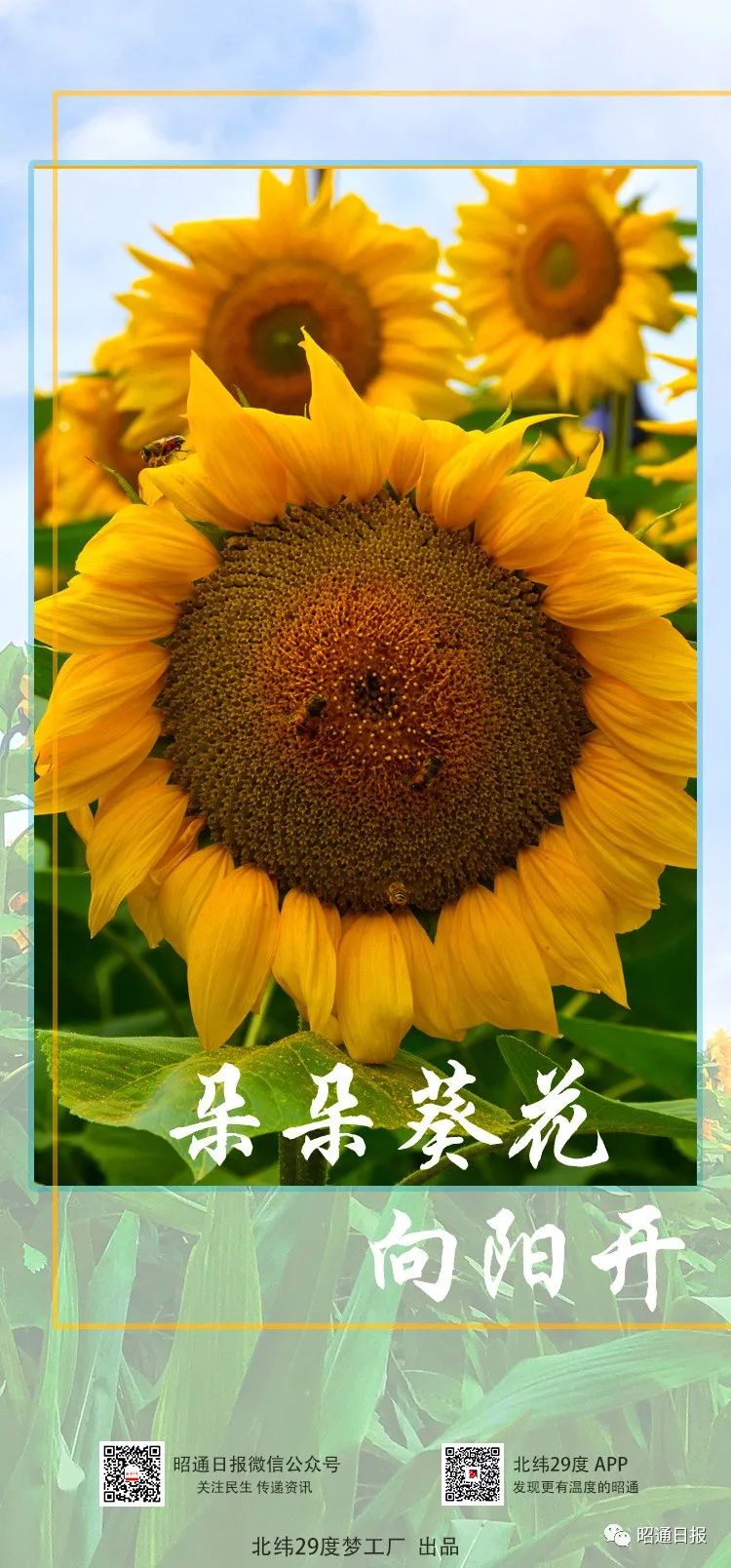 昭通日报