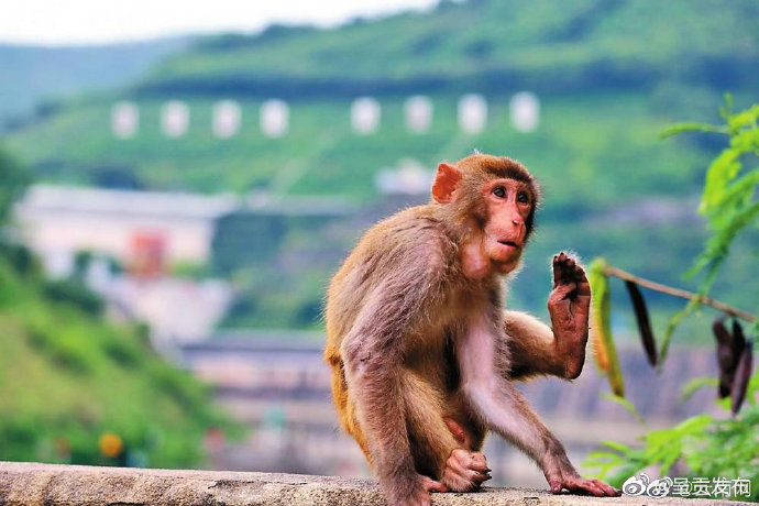 野生猕猴造访景洪电站
