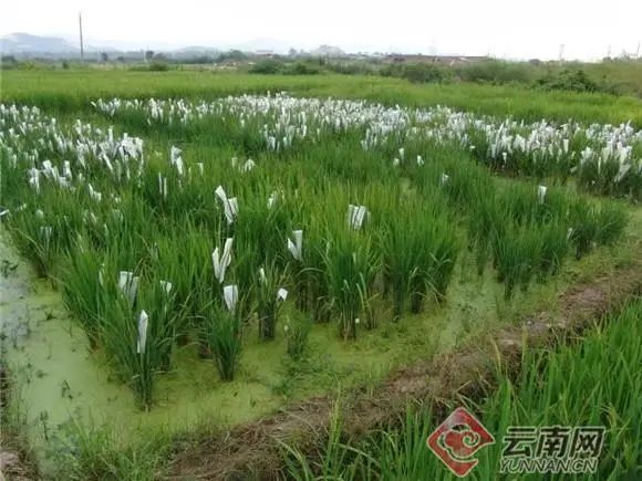 昆明市农业农村局