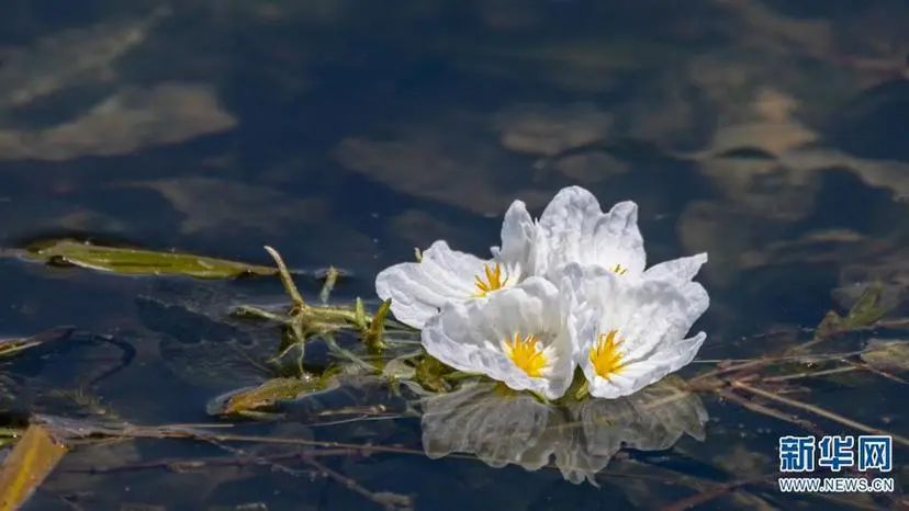 美丽云南微科普