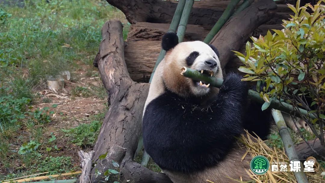 云南野生动物园