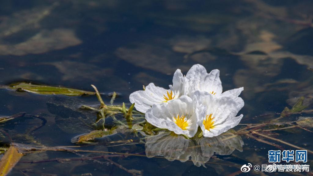 云南省未来24小时天气预报