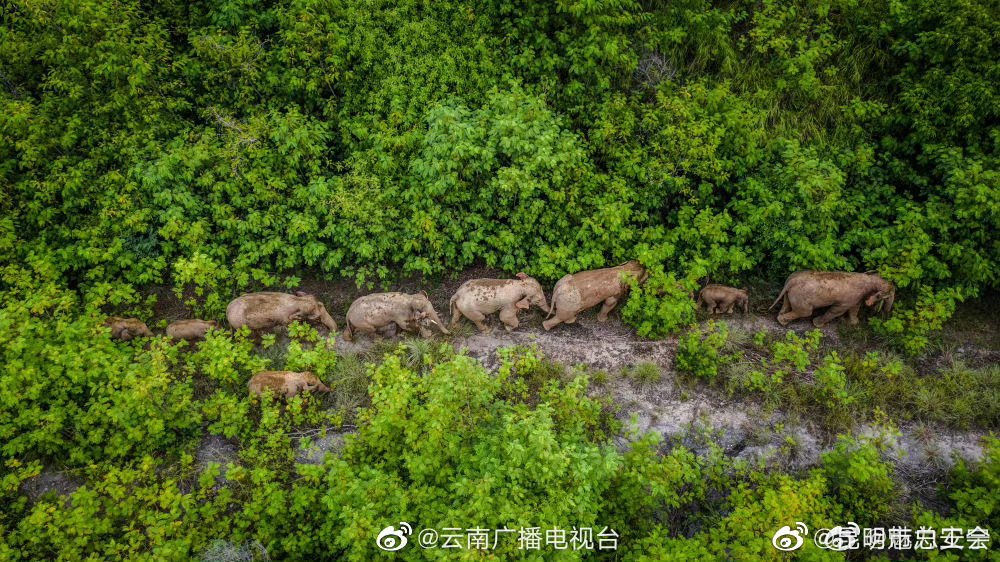 云南野生亚洲象种群数量增至360头左右 