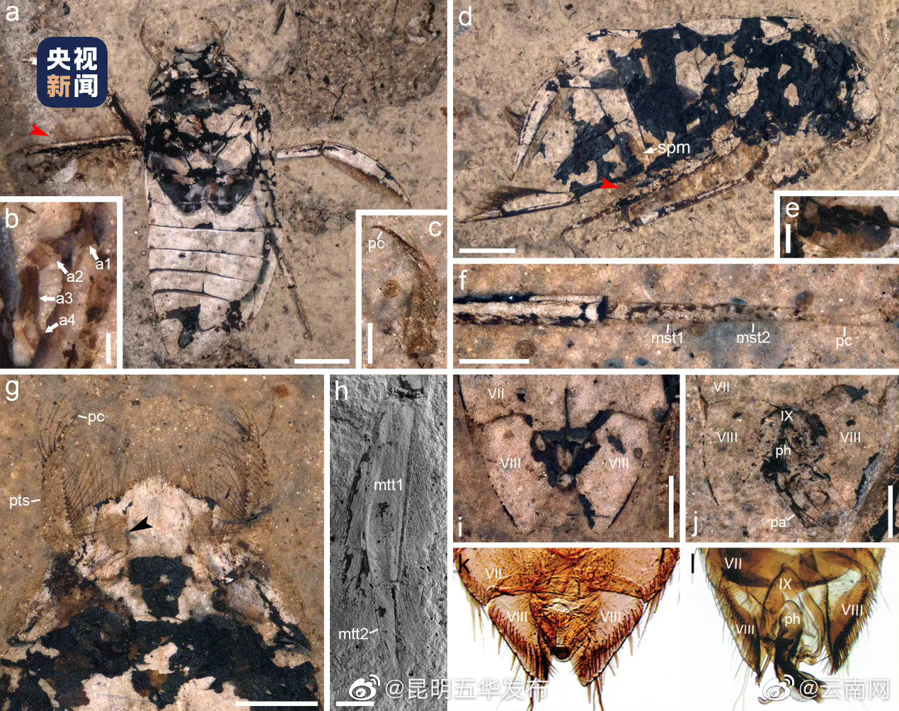“昆明五华发布”微博