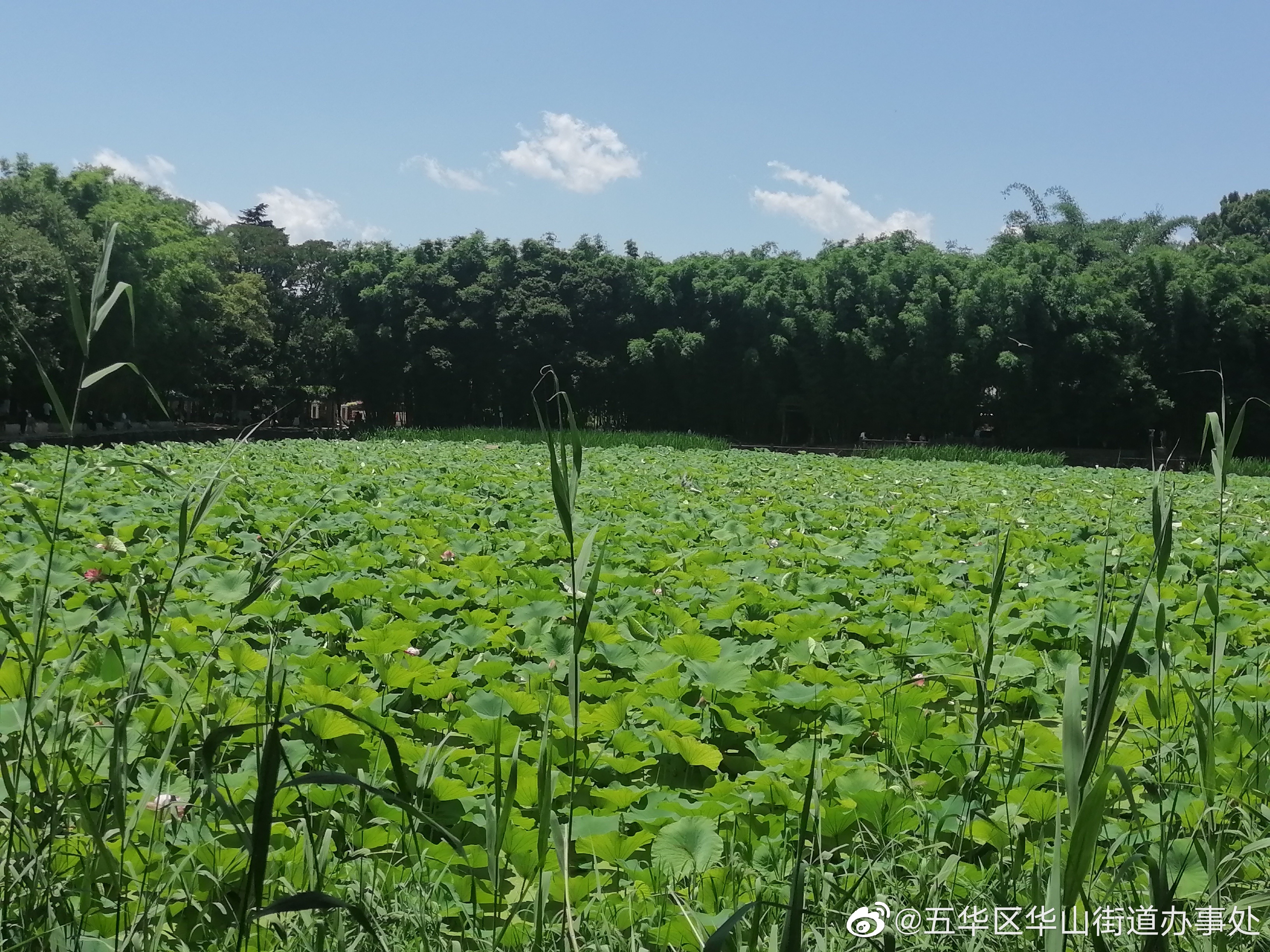 五华区华山街道办事处