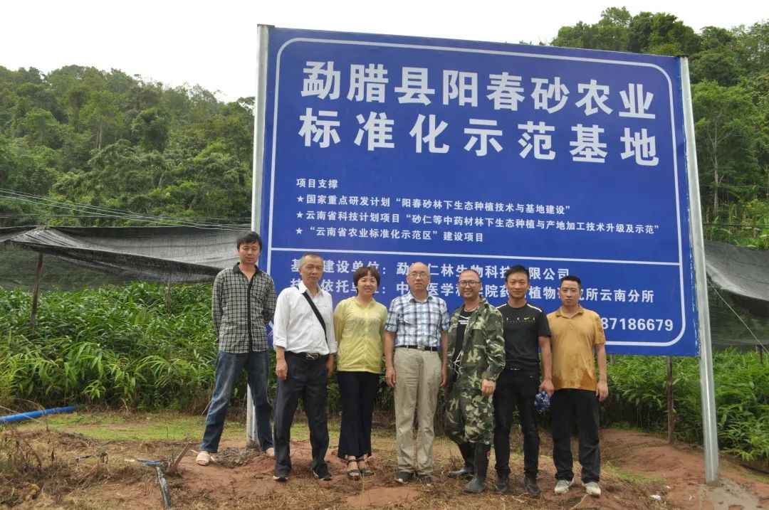 西双版纳先锋