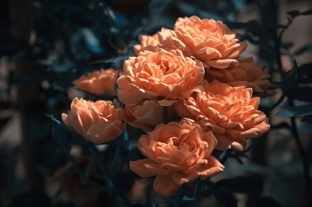 一部手机游云南