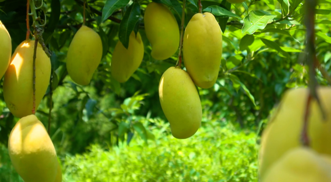 云南省文化和旅游厅