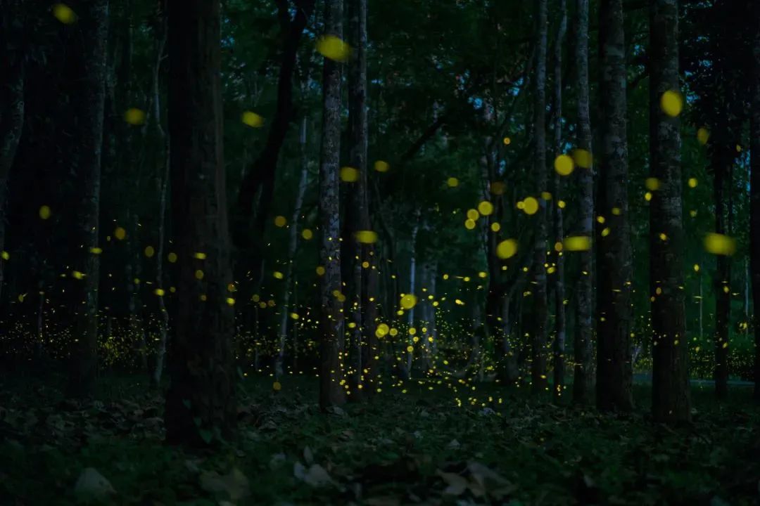 一部手机游云南
