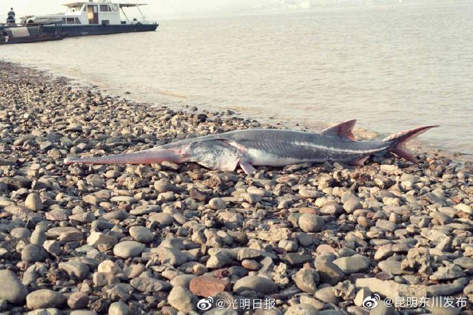 IUCN宣布长江白鲟灭绝