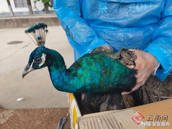 云南河底岗边检站查获一只国家二级保护动物蓝孔雀