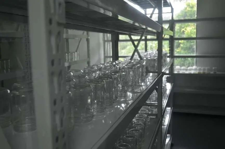 西双版纳望天树景区