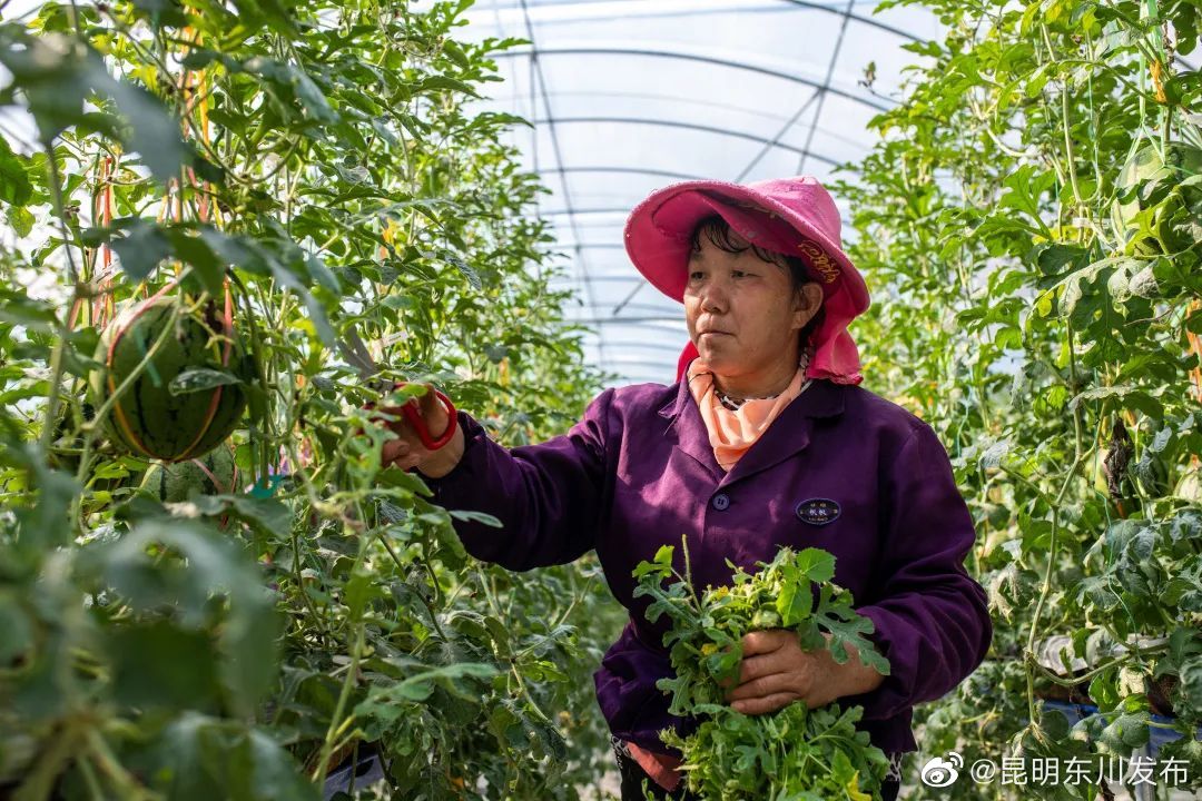 走！和新华社记者一起去东川“吃个瓜”