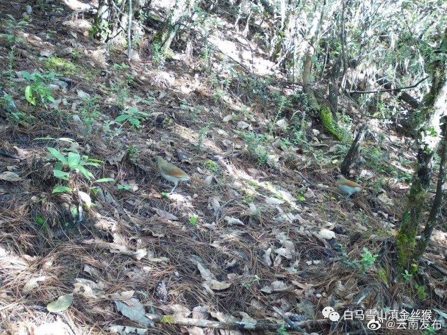 “云南发布”微博