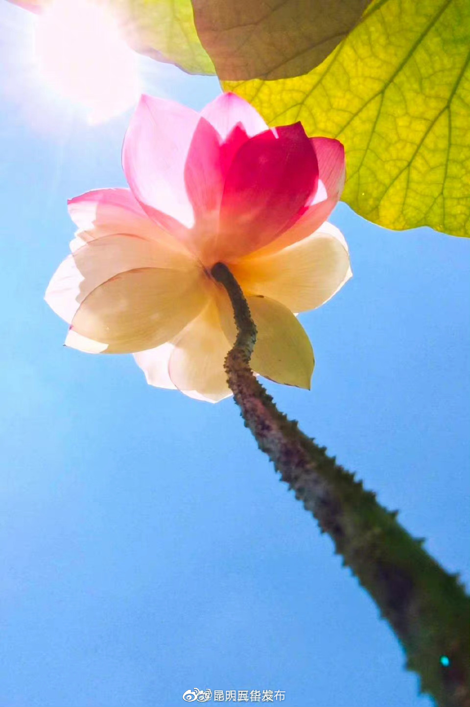 “昆明五华发布”微博