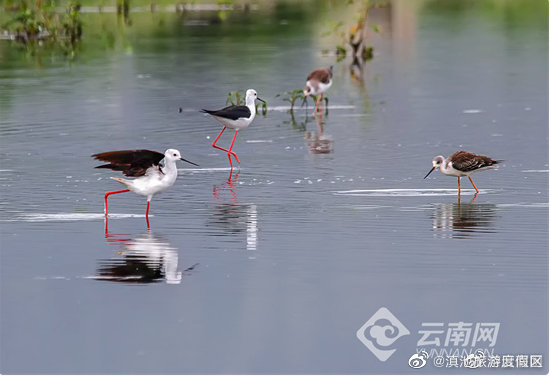 “滇池旅游度假区”微博