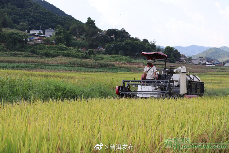 益智乡：风吹稻花香 机械收割忙