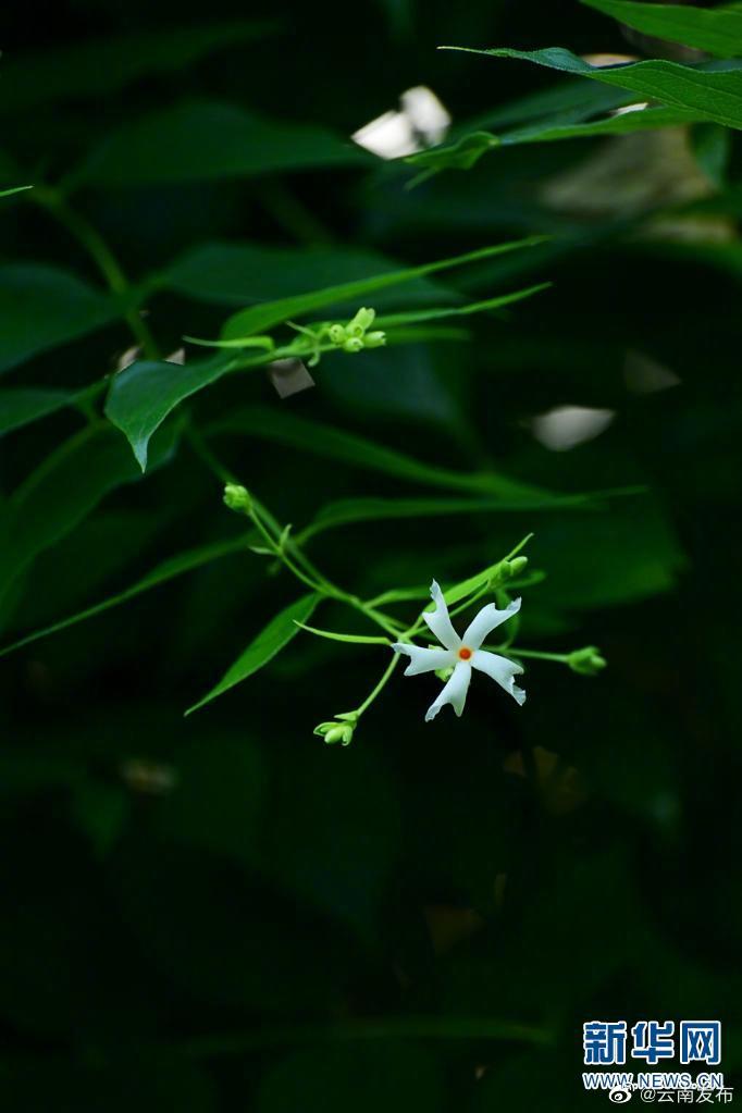 “云南发布”微博