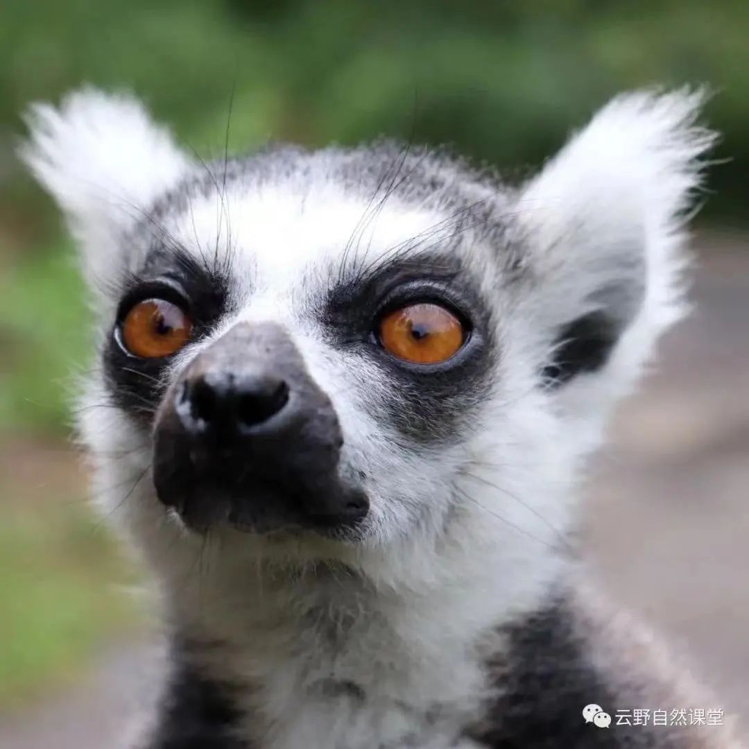 云南野生动物园