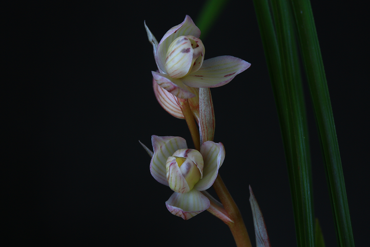 云南省文化和旅游厅